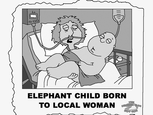 Elephant Child Born