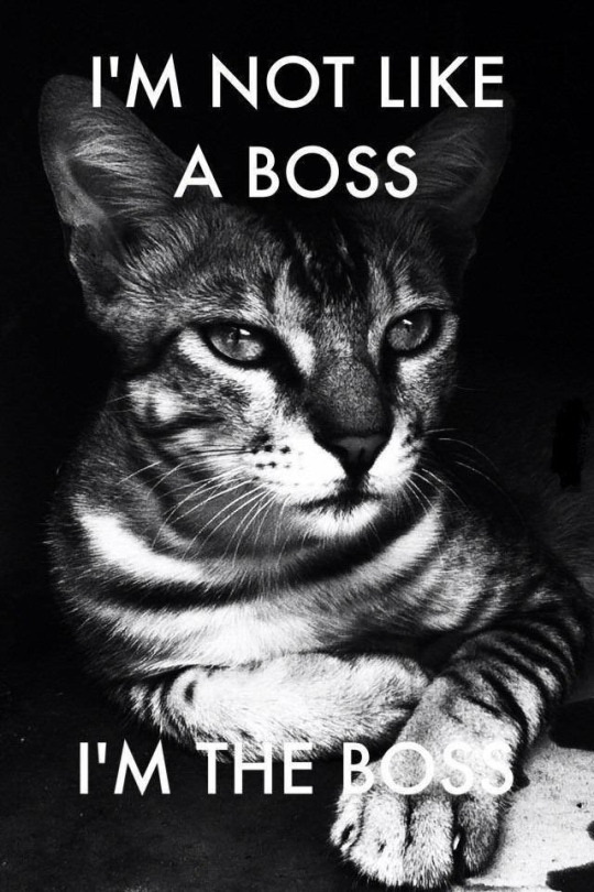 I'm not like a boss - I'm the boss - Cat
